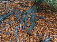 Herbstlaub auf verzweigten Baumwurzeln